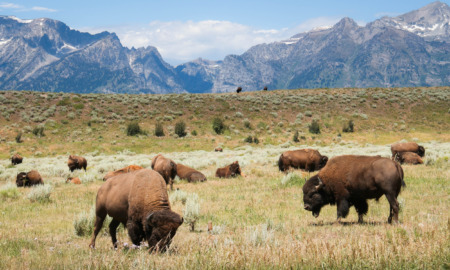 Wyoming social studies: Herd of brown bison graze in grassy field with mountains in the background